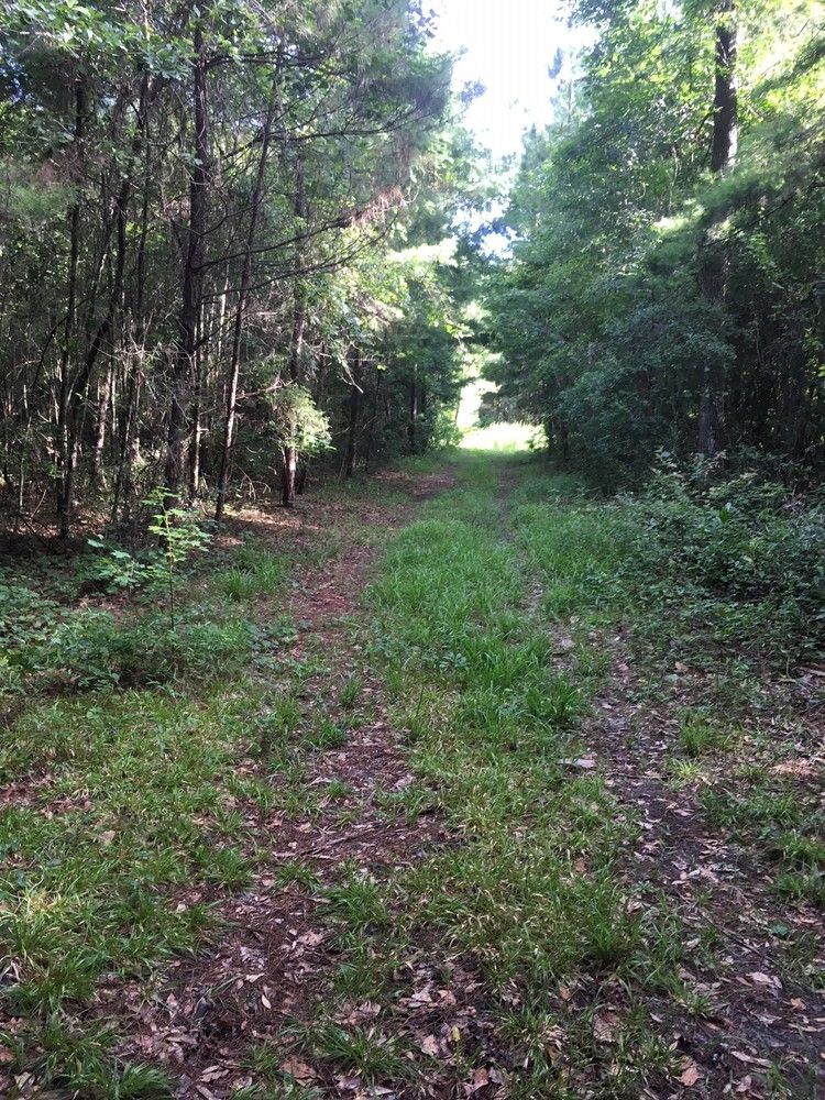 Affordable Hunting Tract Near Tallahassee: US 90, Monticello , FL 32344